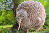 Kiwis Birds Mouth View