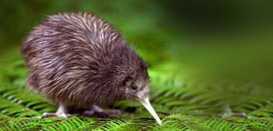 Kiwis Birds On Leaf