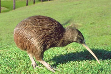 Kiwis Birds Search Food