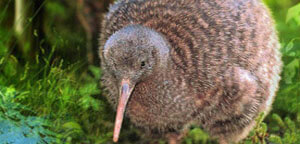 Kiwis Birds