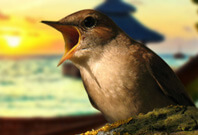 Nightingale Beak View