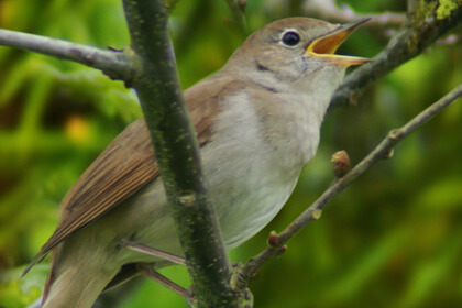 Nightingale Sitting On Tree Branch