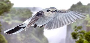 Northern Shrike in Flight