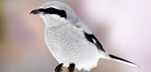 Northern Shrike Picture