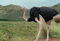 Ostrich Bird In Jungle