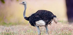 Ostrich Bird Long Neck View