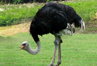 Ostrich Bird Picture