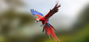 Parrot Flying