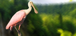 Roseate Spoonbill Picture