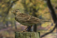 Skylark Bird Sitting View