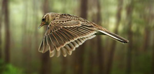 Skylark Bird Wingspan