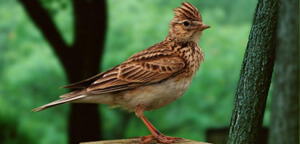 Skylark Sitting On Wood