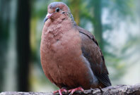 Socorro Dove Picture