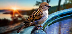 Sparrow Bird Picture