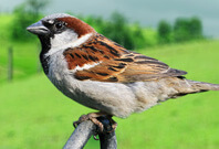 Sparrow Sitting On An Iron Pipo