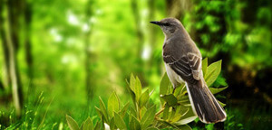 Sparrow Sitting On Tree