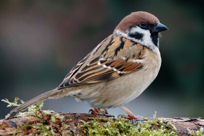 Sparrow Sitting On Wood