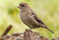 Sparrow Sitting On Wood Are Fierce