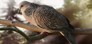 Spotted Dove Picture