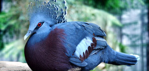 Victoria Crowned Pigeon Picture