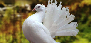 White Laka Pigeon