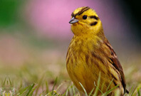 Yellow Hammer Bird Sitting On Garden