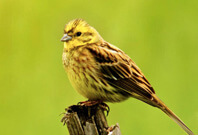 Yellow Hammer Sitting On Wood Are Fierce