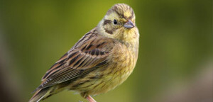 Yellow Hammer Sitting On Wood