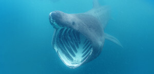 Basking Shark Mouth View