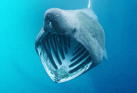 Basking Shark View