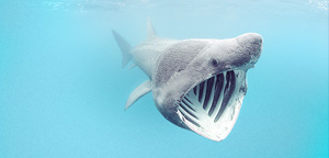 Basking Shark White Color