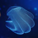 Comb Jelly Facts and Information