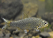 Common Dace