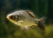 Crucian Carp