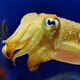 Cuttlefish Facts and Information
