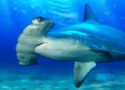 Great Hammerhead Shark