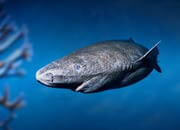 Greenland Shark