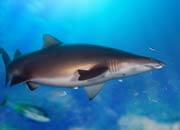 Grey Nurse Shark