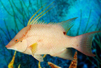 Hogfish full View