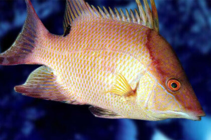 Hogfish In Water