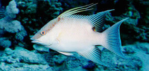 Hogfish Mouth View