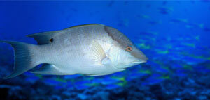 Hogfish White Color View