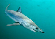 Mako Shark