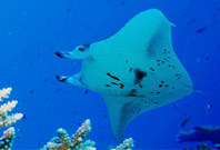 Manta Ray Flying In Water