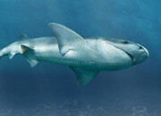 Six Gill Shark