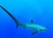 Thresher Shark