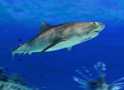 Tiger Shark