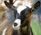 Types of Goats including Domestic and Wild Ones