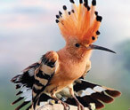 Hoopoe Bird