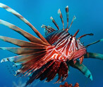 Lionfish Facts